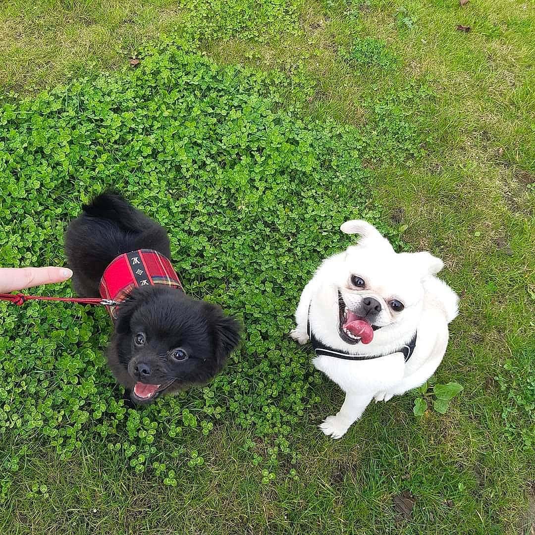 Fury joined the competition — help win amazing prizes! akita, canidae, carnivore, companion_dog, dog, dog_breed, dog_walking, french_bulldog, grass, lawn, mammal, non_sporting_group, pug, puppy, schipperke, sporting_group, tail, vertebrate, working_dog