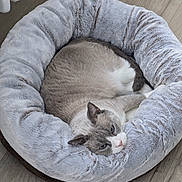 Taz participe au concours pour gagner de l'argent avec cette photo : cat, pet_bed, fluffy, gray, blue_eyes, wooden_floor, cozy, curled_up, relaxed, indoor, animal, feline, sleepy, resting, soft, domestic, cute, fur, comfortable, household