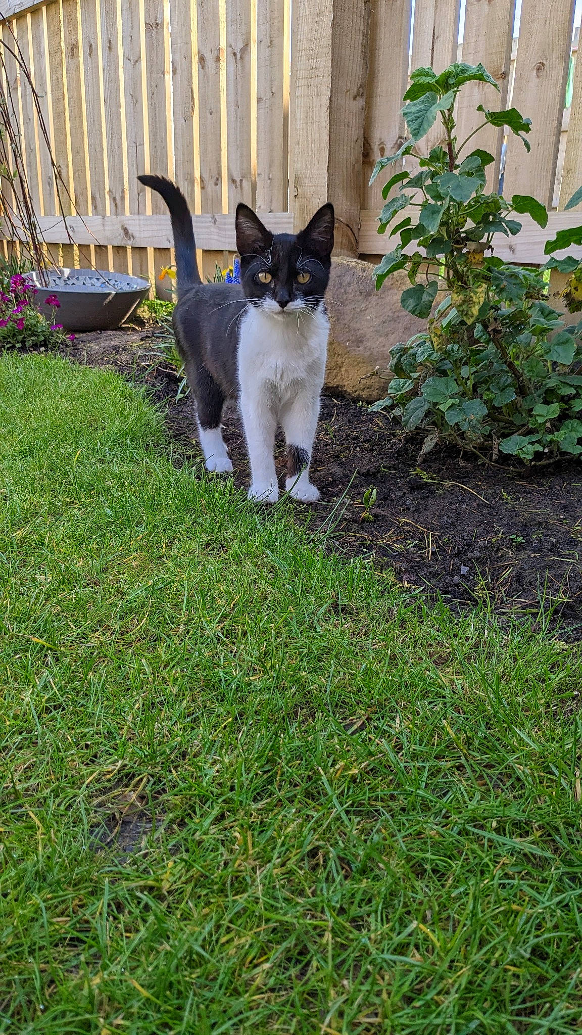 Twirl is registered to the contest to win money with this photo: carnivore, cat, domestic_short_haired_cat, fawn, felidae, fur, garden, grass, groundcover, landscaping, lawn, plant, shrub, small_to_medium_sized_cats, snout, tail, terrestrial_animal, tree, whiskers, yard