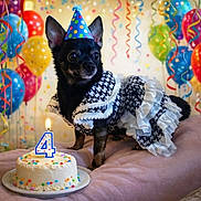 Lilly joined the competition — help win amazing prizes! dog, birthday_cake, party_hat, balloons, streamers, celebration, black_dog, houndstooth_pattern, dress, candle, cake, indoor, pet, festive, colorful, animal, cute, small_dog, table, fabric