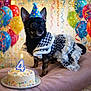 dog, birthday_cake, party_hat, balloons, streamers, celebration, black_dog, houndstooth_pattern, dress, candle, cake, indoor, pet, festive, colorful, animal, cute, small_dog, table, fabric