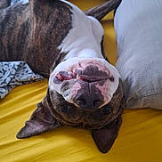 Danté a rejoint le concours — aidez-le/la à gagner de superbes lots ! bed, bedroom, brindle_dog, dog, ears, face, goofy, indoor, legs, lying_down, nose, paws, pillows, pit_bull, portrait, sleeping, smiling, teeth, upside_down, yellow_bedding