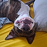 bed, bedroom, brindle_dog, dog, ears, face, goofy, indoor, legs, lying_down, nose, paws, pillows, pit_bull, portrait, sleeping, smiling, teeth, upside_down, yellow_bedding