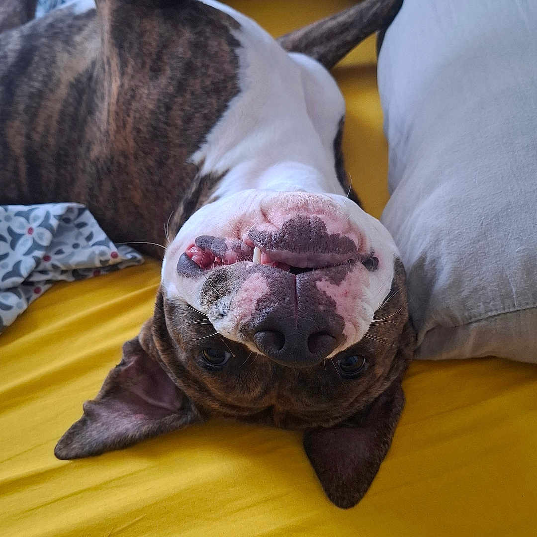 Danté a rejoint le concours — aidez-le/la à gagner de superbes lots ! bed, bedroom, brindle_dog, dog, ears, face, goofy, indoor, legs, lying_down, nose, paws, pillows, pit_bull, portrait, sleeping, smiling, teeth, upside_down, yellow_bedding