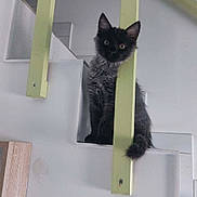 Mikito a rejoint le concours — aidez-le/la à gagner de superbes lots ! animal, black_fur, cat, curious, cute, domestic, feline, floor, home, indoor, kitten, pet, playful, railings, sitting, small, stairs, white_wall, wood, young