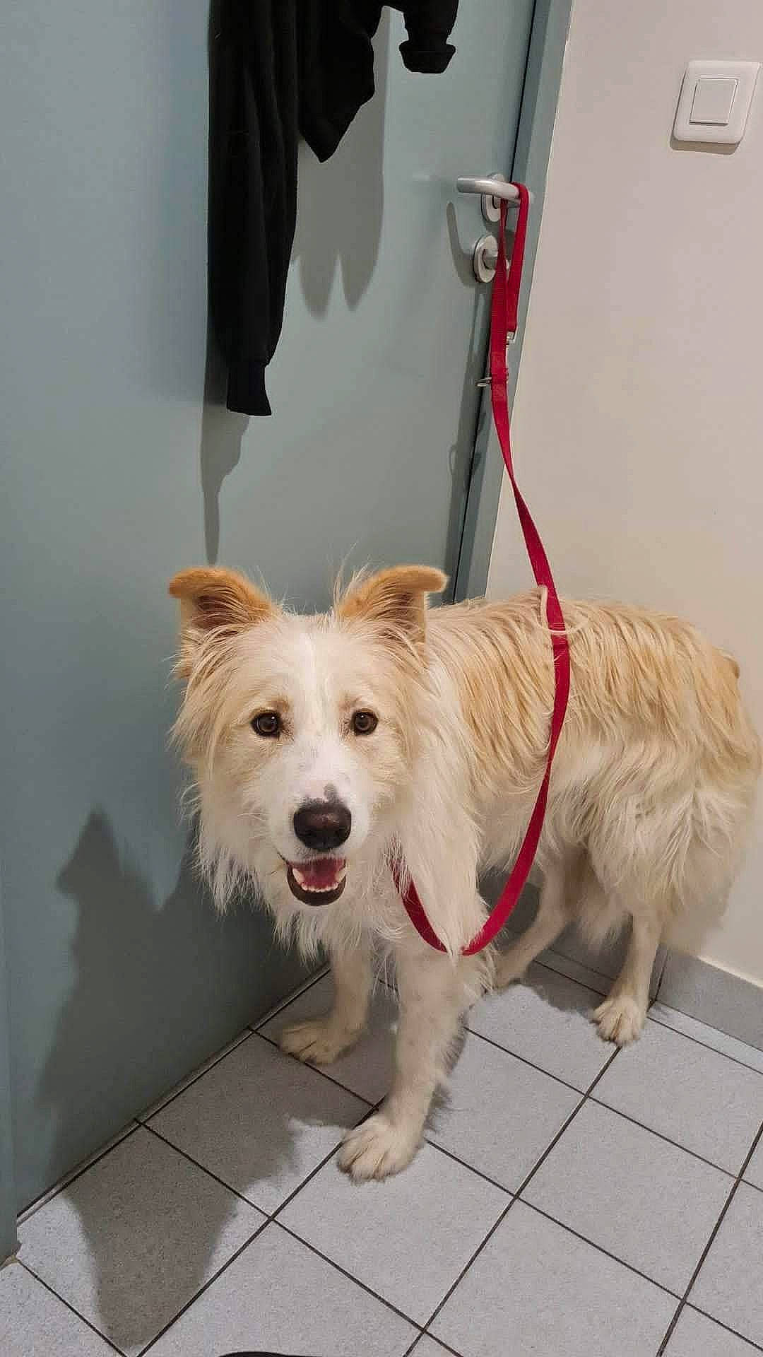 Balto participe au concours pour gagner de l'argent avec cette photo : canidae, carnivore, collar, companion_dog, dog, dog_breed, dog_collar, dog_supply, fashion_accessory, fawn, flooring, fur, leash, paw, pet_supply, snout, sporting_group, tail, whiskers, working_animal