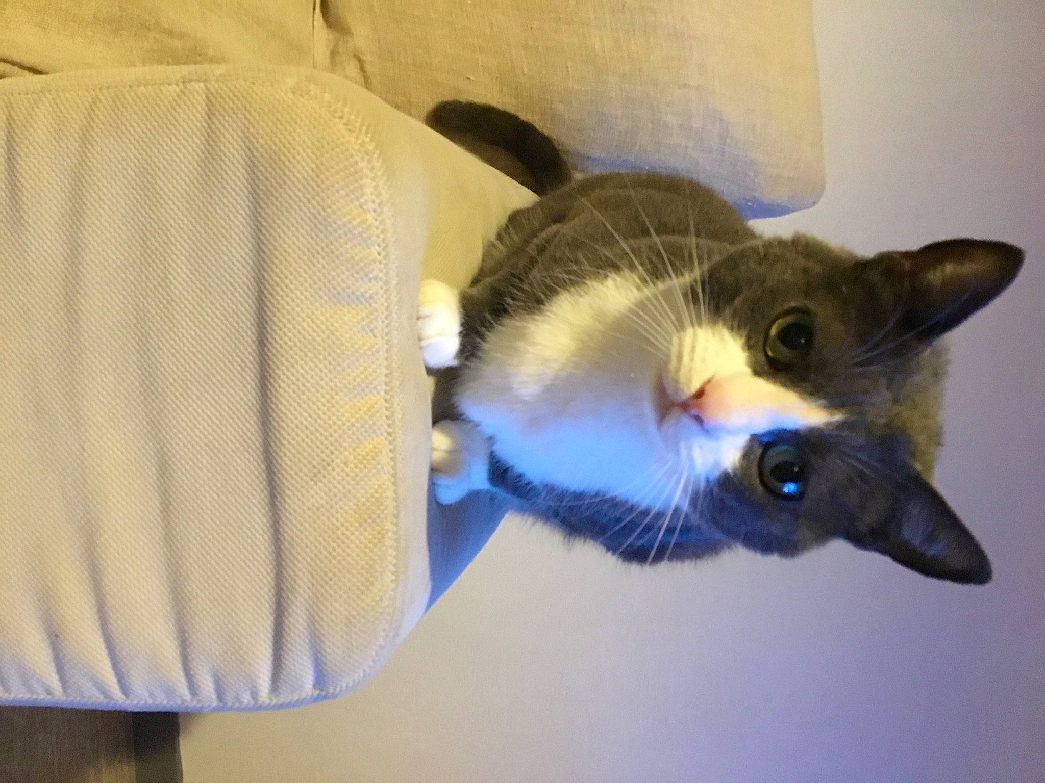 Minou a rejoint le concours — aidez-le/la à gagner de superbes lots ! balinese, carnivore, cat, comfort, domestic_short_haired_cat, electric_blue, fawn, felidae, fur, paw, russian_blue, small_to_medium_sized_cats, snout, tail, thai, whiskers