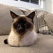 Smokey is registered to the contest to win money with this photo: cat, siamese_cat, pet, animal, indoor, couch, cushion, window, furniture, fur, ears, face, resting, domestic, cozy, home, portrait, whiskers, relaxed, sitting