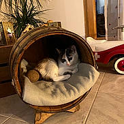 Bouboule participe au concours pour gagner de l'argent avec cette photo : cat, wooden_barrel, blanket, toy, indoor, plant, lantern, tile_floor, window, curtain, toy_car, pet, cozy, resting, feline, home_decor, animal, cute, relaxing, furniture