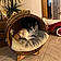 Bouboule