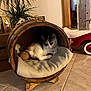 cat, wooden_barrel, blanket, toy, indoor, plant, lantern, tile_floor, window, curtain, toy_car, pet, cozy, resting, feline, home_decor, animal, cute, relaxing, furniture