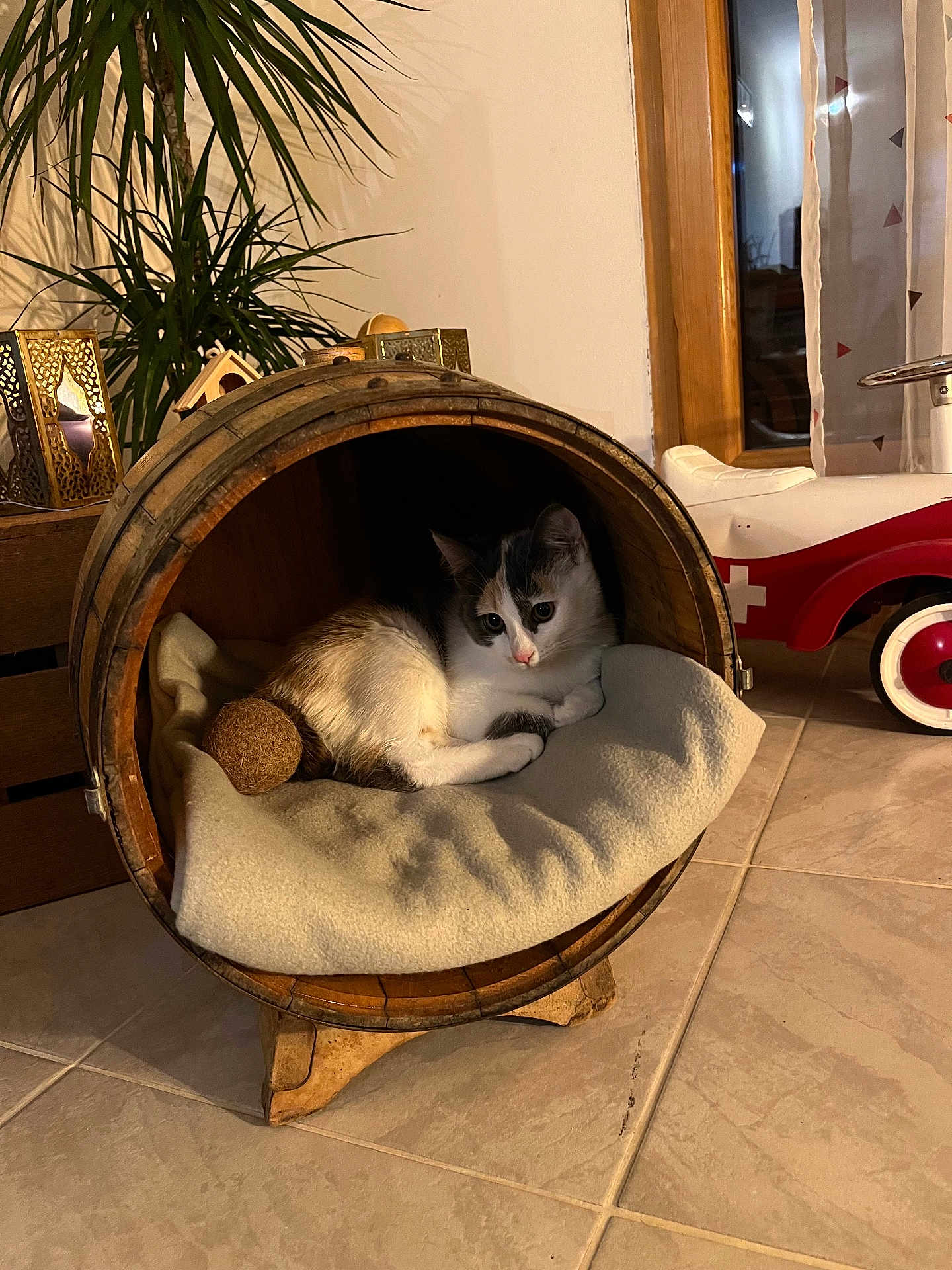 Bouboule participe au concours pour gagner de l'argent avec cette photo : cat, wooden_barrel, blanket, toy, indoor, plant, lantern, tile_floor, window, curtain, toy_car, pet, cozy, resting, feline, home_decor, animal, cute, relaxing, furniture