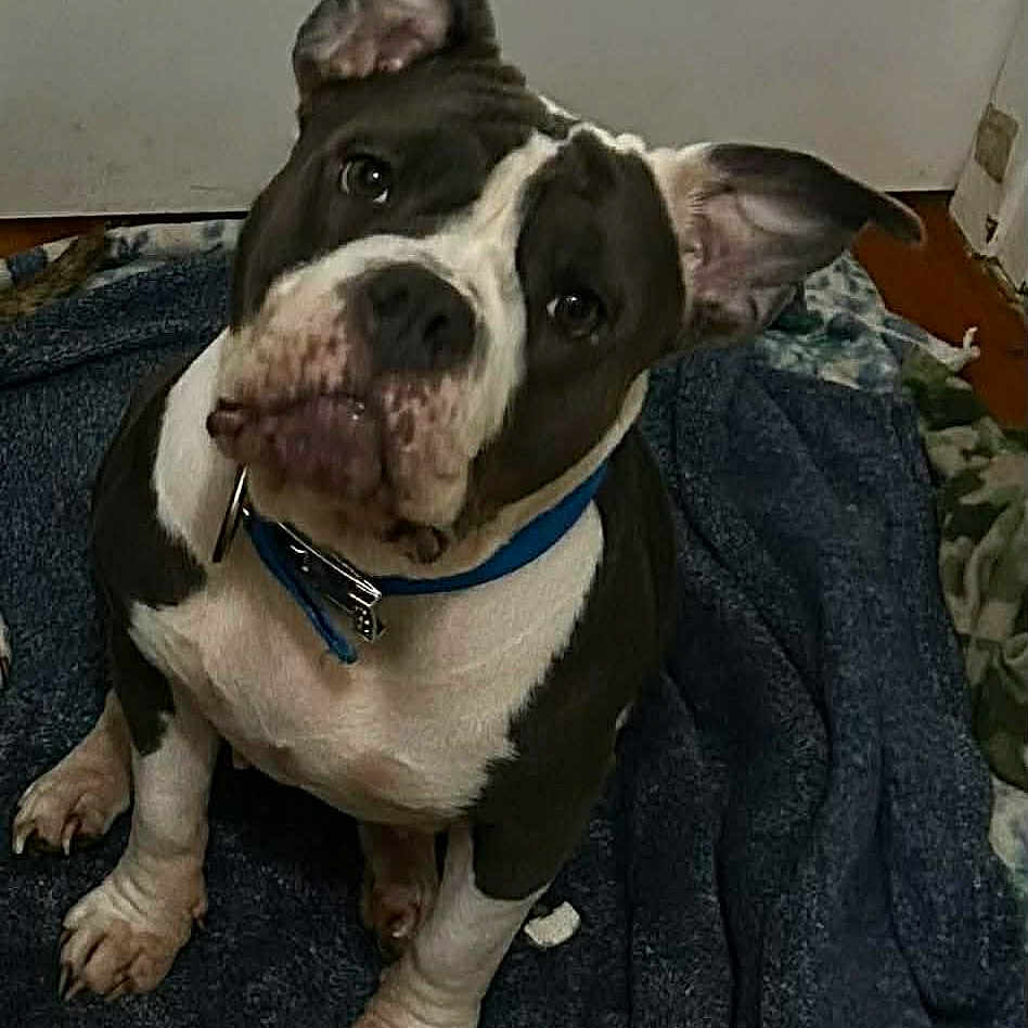 Xena is registered to the contest to win money with this photo: dog, pet, blue_collar, blanket, indoor, curious, head_tilt, white_door, floor, paw, furniture, canine, animal, domestic, ears, snout, fur, looking_up, companion, cute