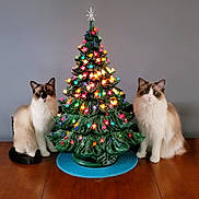 Zelda And Link is registered to the contest to win money with this photo: cat, cats, christmas_tree, ceramic_tree, decorative_lights, table, wooden_table, indoor, holiday, festive, fluffy, pets, animal, two_cats, gray_wall, ornaments, colorful_lights, sitting, domestic_cat, cute