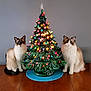 cat, cats, christmas_tree, ceramic_tree, decorative_lights, table, wooden_table, indoor, holiday, festive, fluffy, pets, animal, two_cats, gray_wall, ornaments, colorful_lights, sitting, domestic_cat, cute