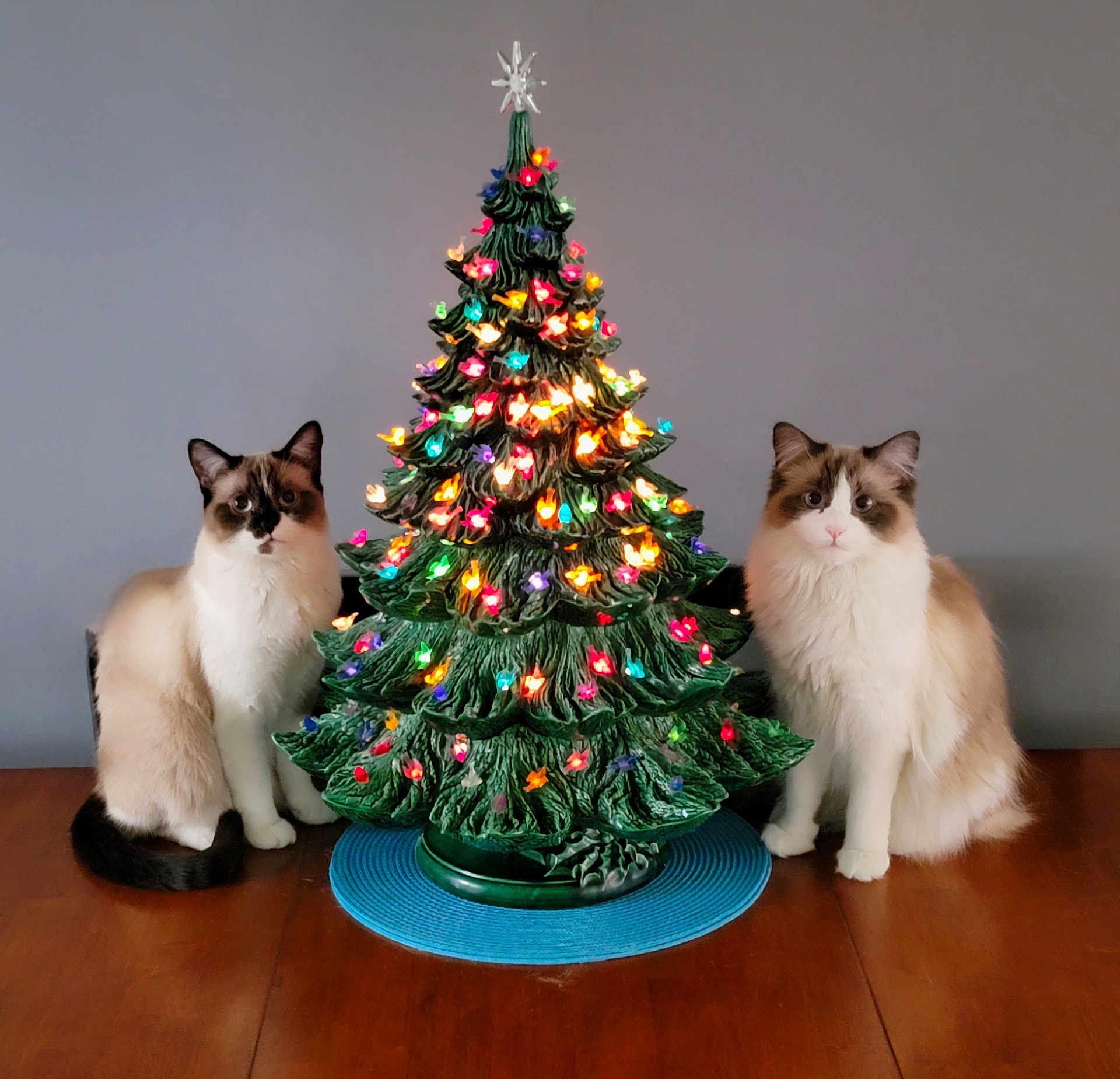 Zelda And Link is registered to the contest to win money with this photo: cat, cats, christmas_tree, ceramic_tree, decorative_lights, table, wooden_table, indoor, holiday, festive, fluffy, pets, animal, two_cats, gray_wall, ornaments, colorful_lights, sitting, domestic_cat, cute