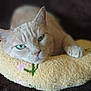 Maggie Mae is registered to the contest to win money with this photo: blurred_background, cat, close_up, comfort, cozy, cream_colored, cushion, domestic_animal, feline, floral_embroidery, green_eyes, indoor, paw, pet, relaxed, resting, sleepy, soft_texture, whiskers, yellow_cushion