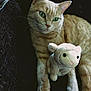 animal, cat, close_up, cozy, cute, dark_background, domestic_cat, feline, ginger_cat, green_eyes, indoor, lamb, lying_down, pet, plush_toy, relaxed, soft_toy, stuffed_animal, texture, whiskers