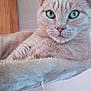 Maggie Mae is registered to the contest to win money with this photo: animal, calm, cat, cat_tree, close_up, cream_colored, domestic_cat, ears, feline, fur, green_eyes, indoor, perch, pet, portrait, relaxed, resting, rope_toy, soft_texture, whiskers