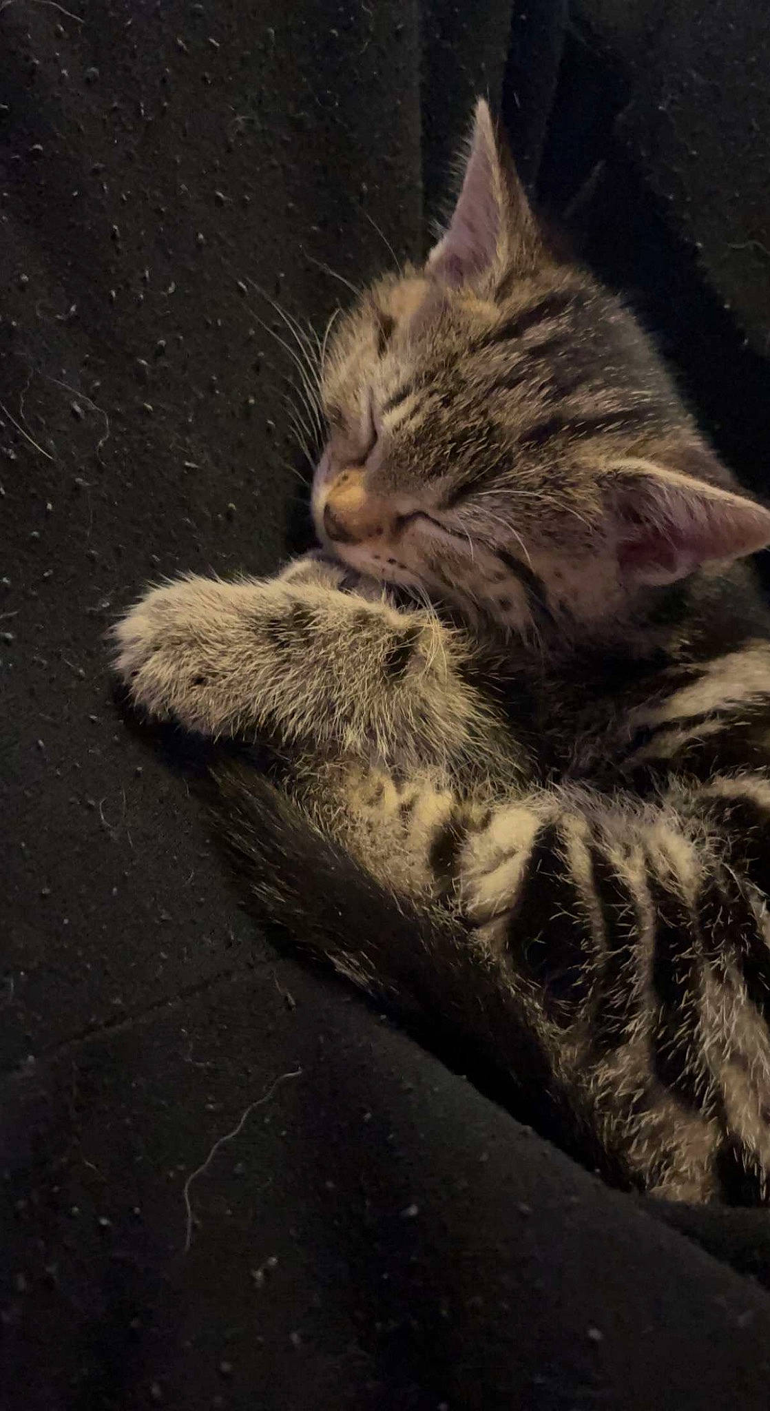 Shadow joined the competition — help win amazing prizes! carnivore, cat, claw, cloud, darkness, domestic_short_haired_cat, felidae, fur, grey, paw, road_surface, sky, small_to_medium_sized_cats, snout, tail, terrestrial_animal, tree, whiskers, wildlife, wood