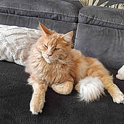 Wall-E participe au concours pour gagner de l'argent avec cette photo : animal, blanket, cat, couch, cute, decor, feline, fluffy, fur, home, indoor, orange_cat, pet, pillow, relaxed, resting, sofa, tail, wallpaper, whiskers
