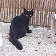 Christelle Soulard participe au concours pour gagner de l'argent avec cette photo : animal, black_cat, cat, curious, cylindrical_tunnel, domestic_animal, eyes, feline, fence, floor, fur, looking, outdoor, pet, quiet, sitting, stone_floor, tail, texture, toy