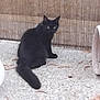 animal, black_cat, cat, curious, cylindrical_tunnel, domestic_animal, eyes, feline, fence, floor, fur, looking, outdoor, pet, quiet, sitting, stone_floor, tail, texture, toy
