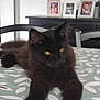 animal, black_cat, cat, chair, ears, fur, furniture, home, indoor, laying_down, leaf_pattern, mammal, paws, pet, photoframe, relaxed, table, tablecloth, whiskers, yellow_eyes