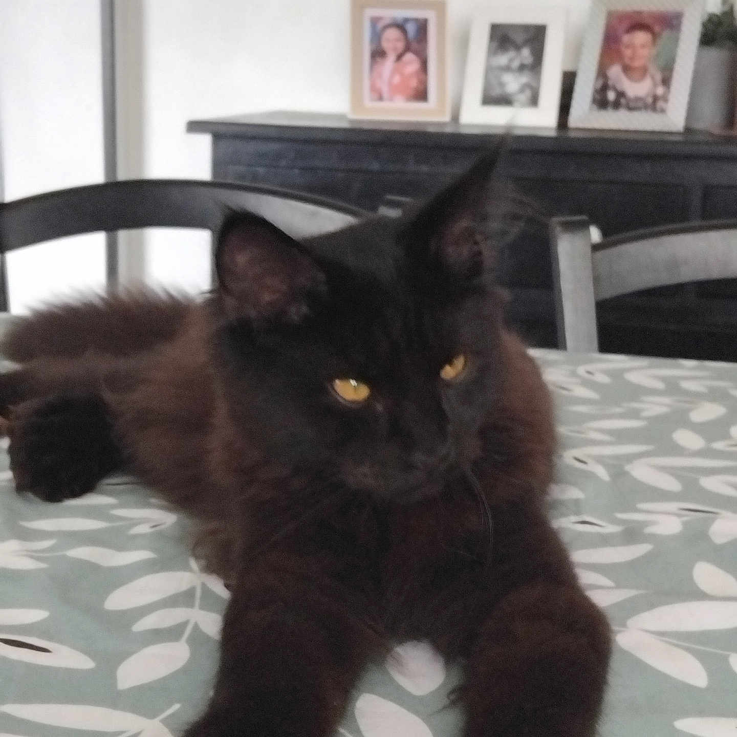 Christelle Soulard participe au concours pour gagner de l'argent avec cette photo : animal, black_cat, cat, chair, ears, fur, furniture, home, indoor, laying_down, leaf_pattern, mammal, paws, pet, photoframe, relaxed, table, tablecloth, whiskers, yellow_eyes