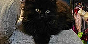 Christelle Soulard participe au concours pour gagner de l'argent avec cette photo : animal, black_cat, cat, closeup, couch, cushion, cute, domestic_animal, eyes, fluffy, front_view, fur, furniture, home, indoor, living_room, pet, relaxed, resting, television