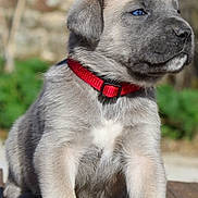 Aby a rejoint le concours — aidez-le/la à gagner de superbes lots ! puppy, dog, blue_eyes, red_collar, sitting, wooden_surface, outdoor, fur, cute, young_dog, pet, animal, portrait, nature, blurry_background, paws, adorable, close_up, young_pet, serious_expression
