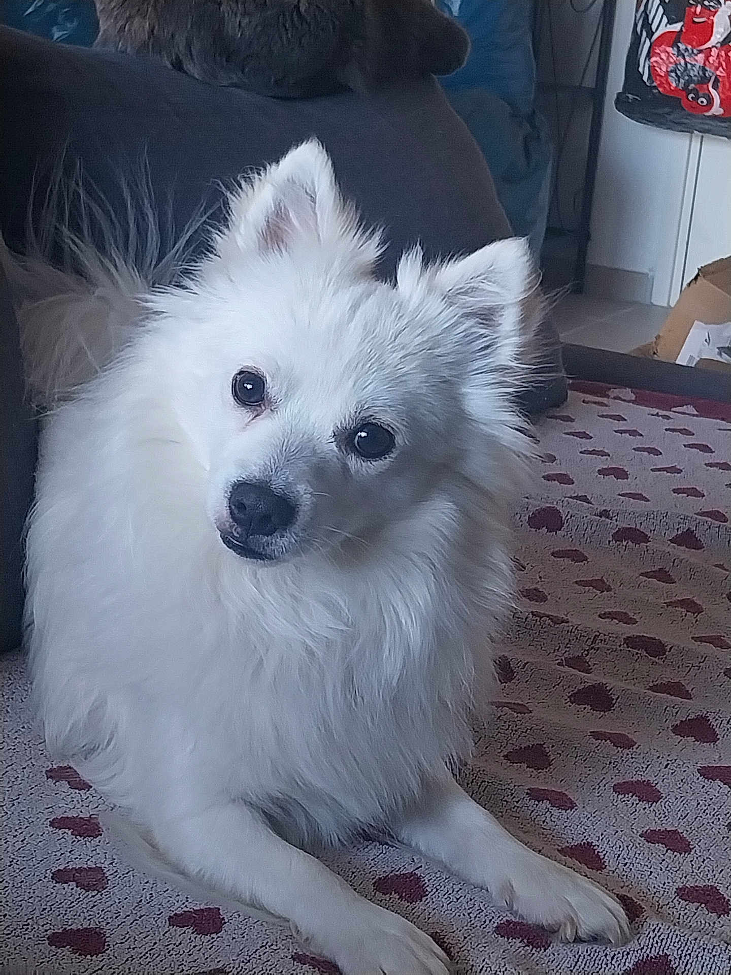 Kiri a rejoint le concours — aidez-le/la à gagner de superbes lots ! dog, white_dog, fluffy, pet, indoor, carpet, curious, head_tilt, animal, canine, household, living_room, couch, fur, paw, cute, companion, domestic, relaxed, friendly