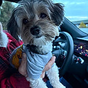 Simba joined the competition — help win amazing prizes! dog, puppy, small_dog, fur, muzzle, nose, collar, dog_shirt, human_hand, plaid_jacket, car_interior, steering_wheel, dashboard, car_seat, window, sky, portrait, closeup, cute, pet