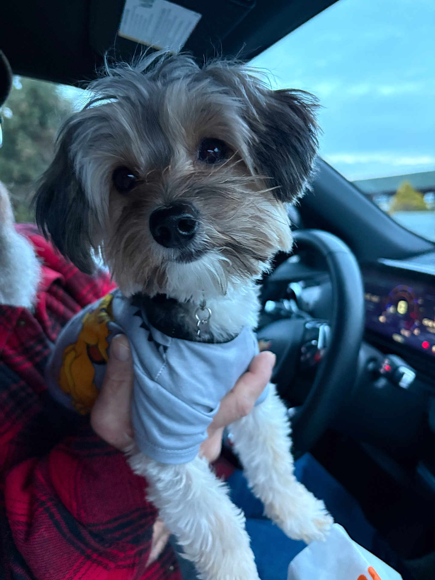 Simba joined the competition — help win amazing prizes! dog, puppy, small_dog, fur, muzzle, nose, collar, dog_shirt, human_hand, plaid_jacket, car_interior, steering_wheel, dashboard, car_seat, window, sky, portrait, closeup, cute, pet
