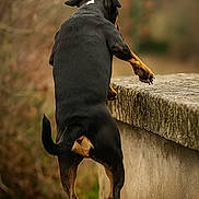 Athena participe au concours pour gagner de l'argent avec cette photo : dog, canine, standing, hind_legs, black_coat, tan_markings, outdoor, stone_ledge, curious, nature, animal, pet, side_view, tail, ears, quiet, background_blur, daylight, mammal, walking_path