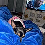 Youky participe au concours pour gagner de l'argent avec cette photo : dog, blanket, blue, sleeping, cozy, indoor, television, screen, person_on_tv, window, furniture, pink, clothing, resting, canine, living_room, couch, relaxation, night, home