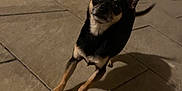 Youky participe au concours pour gagner de l'argent avec cette photo : dog, small_dog, black_dog, tan_dog, large_ears, tilted_head, shadow, curious, night, tiled_floor, floor_tiles, indoor, pet, animal, canine, looking, standing, dim_light, brown_floor, wall