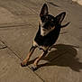 dog, small_dog, black_dog, tan_dog, large_ears, tilted_head, shadow, curious, night, tiled_floor, floor_tiles, indoor, pet, animal, canine, looking, standing, dim_light, brown_floor, wall