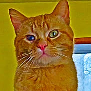 One-Eyed Willy joined the competition — help win amazing prizes! animal, cat, close_up, cute, domestic_cat, ears, face, feline, fur, ginger_cat, green_eye, heterochromia, indoor, looking, nose, pet, portrait, whiskers, window, yellow_wall