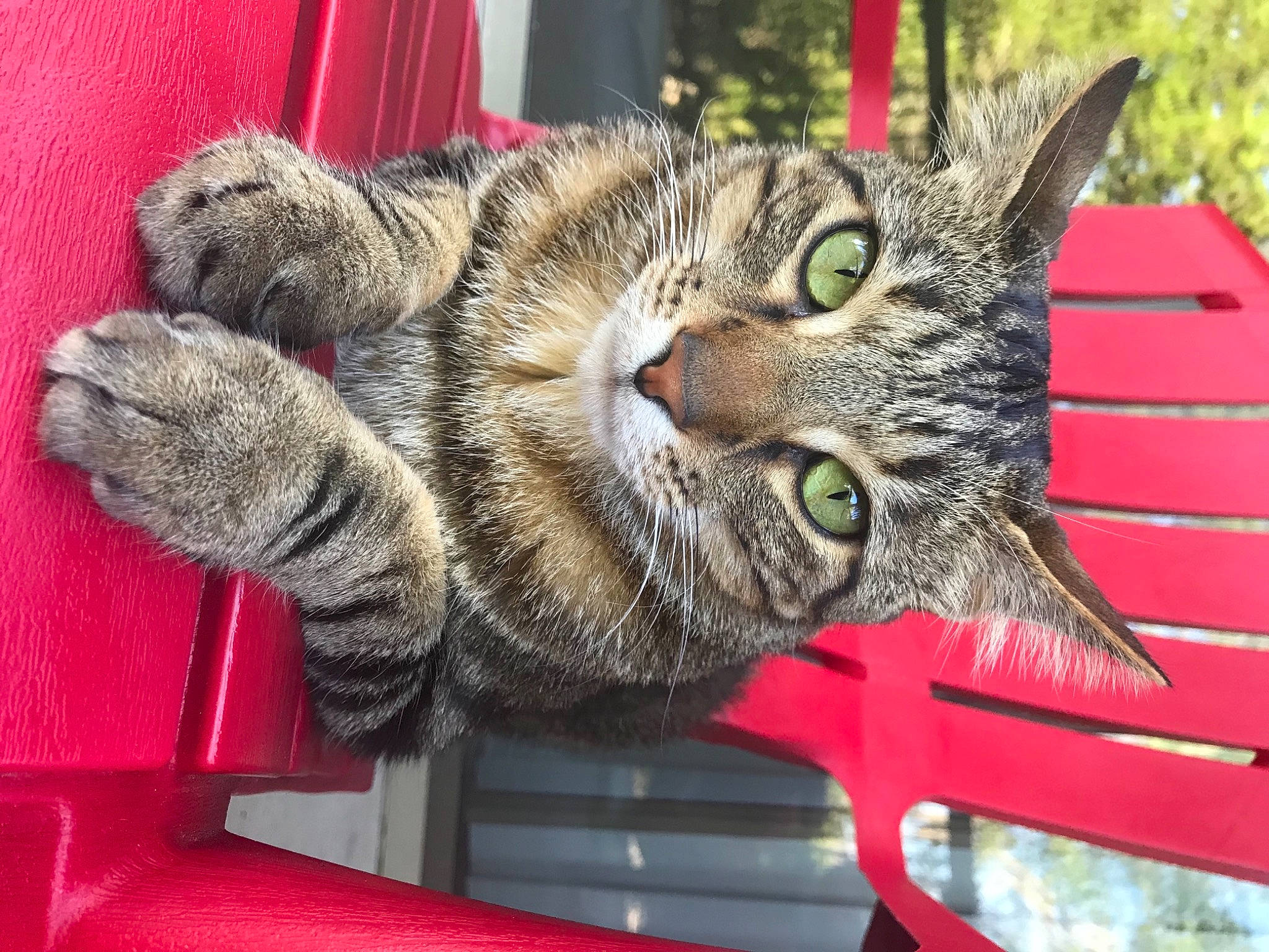 Okapi is registered to the contest to win money with this photo: carnivore, cat, claw, domestic_short_haired_cat, eye, felidae, fur, paw, small_to_medium_sized_cats, snout, tail, whiskers, window