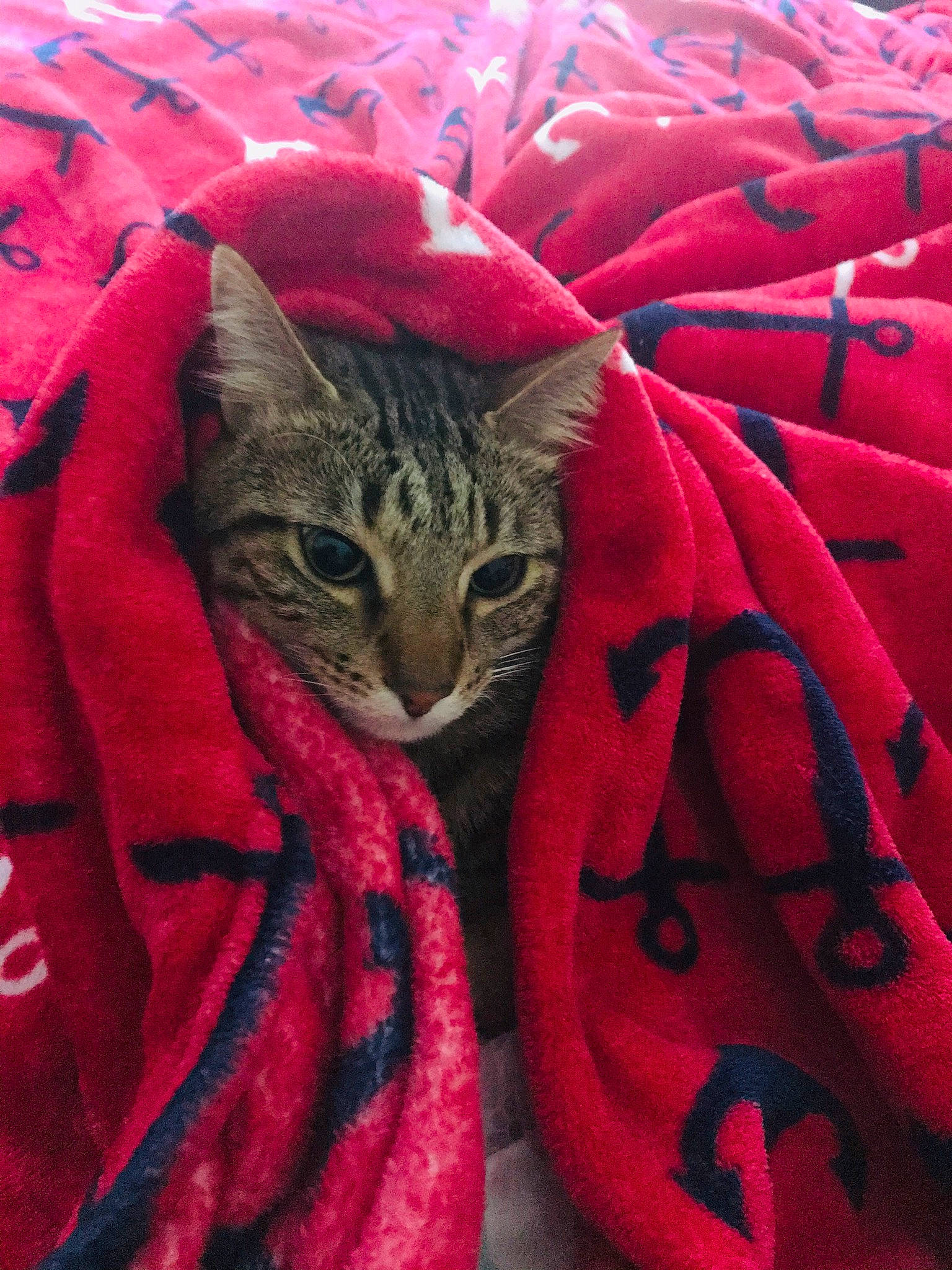 Okapi joined the competition — help win amazing prizes! carmine, carnivore, cat, claw, close_up, domestic_short_haired_cat, felidae, fur, grass, headgear, magenta, pattern, peach, pink, plant, red, small_to_medium_sized_cats, terrestrial_animal, textile, whiskers