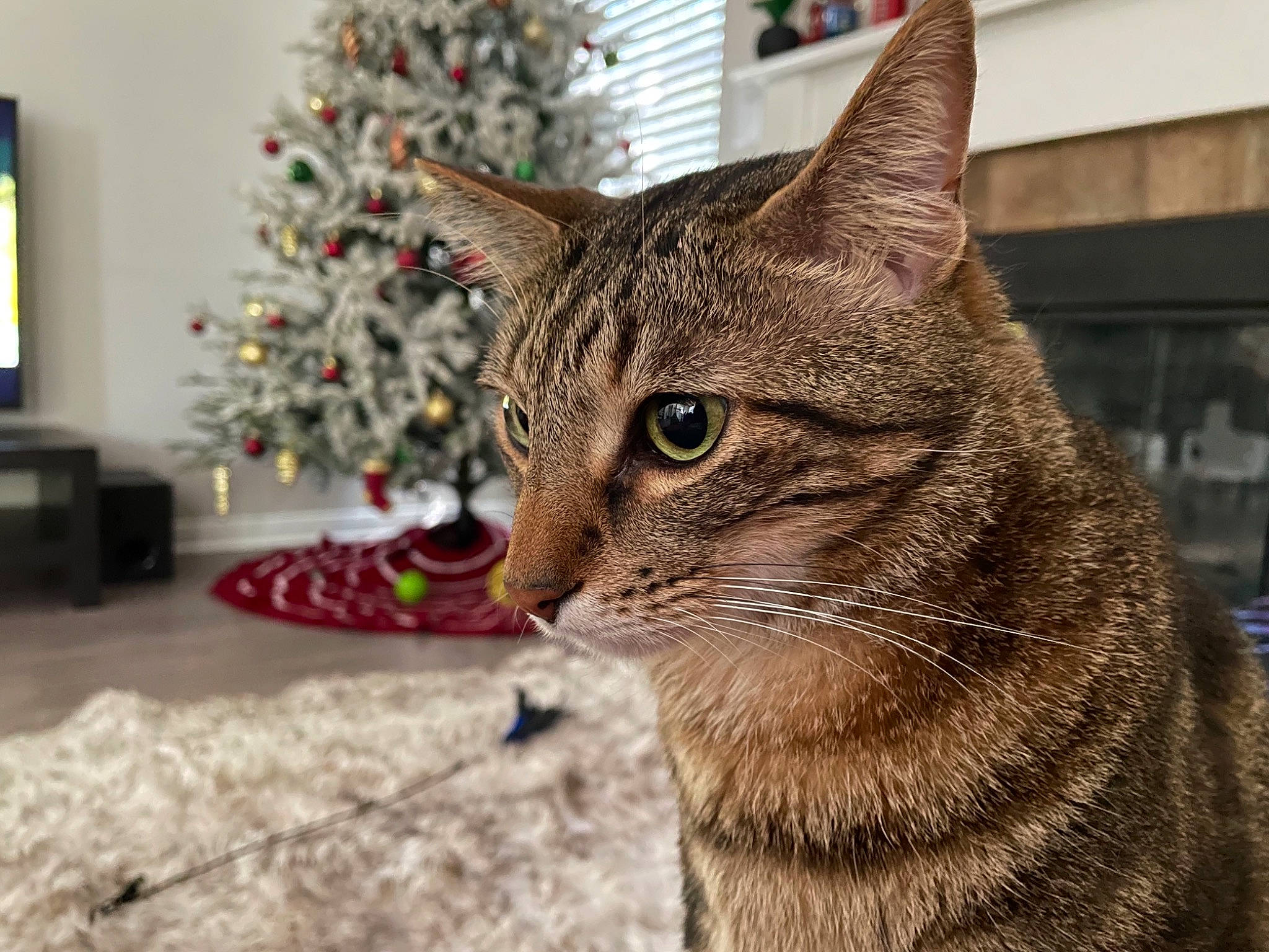 Okapi joined the competition — help win amazing prizes! carnivore, cat, christmas, christmas_decoration, christmas_ornament, christmas_tree, conifer, domestic_short_haired_cat, event, felidae, fur, holiday, holiday_ornament, ornament, small_to_medium_sized_cats, snout, television, terrestrial_animal, tree, whiskers