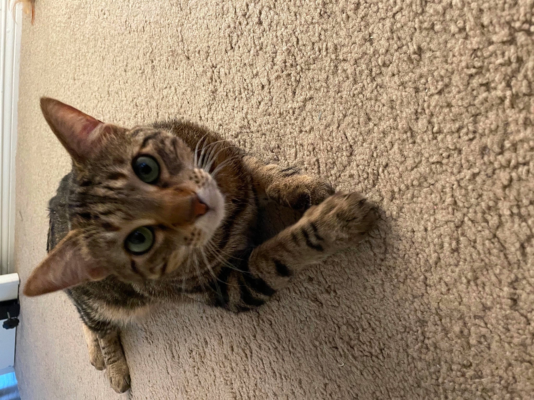 Okapi joined the competition — help win amazing prizes! carnivore, cat, claw, domestic_short_haired_cat, felidae, flooring, foot, fur, paw, sand, shadow, small_to_medium_sized_cats, snout, soil, tail, terrestrial_animal, whiskers, wood