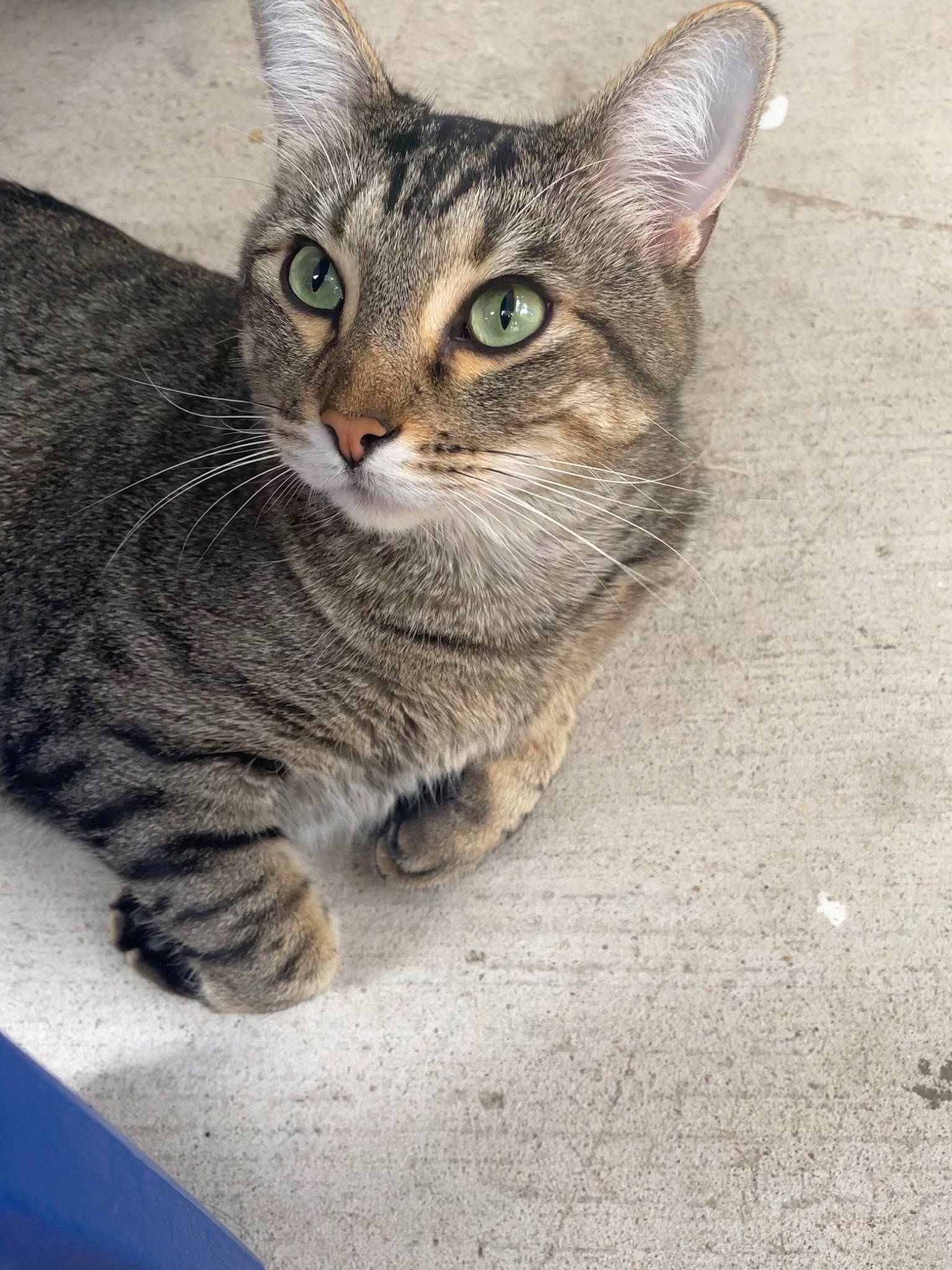 Koba is registered to the contest to win money with this photo: carnivore, cat, domestic_short_haired_cat, eye, felidae, fur, paw, sitting, small_to_medium_sized_cats, snout, terrestrial_animal, whiskers, wildlife, window