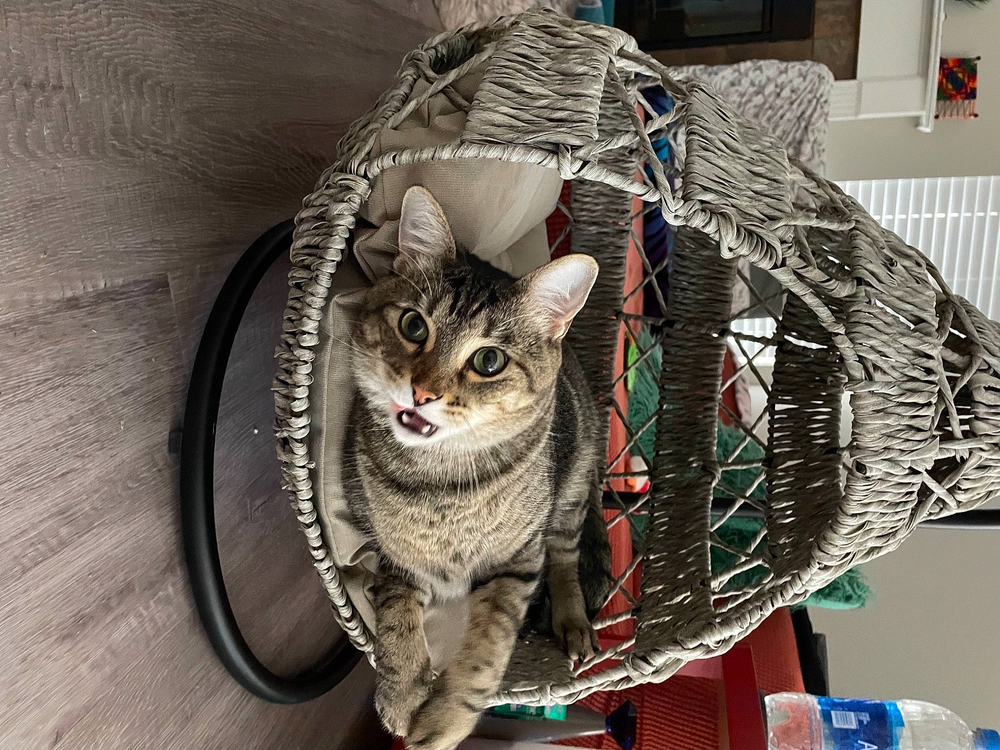 Koba is registered to the contest to win money with this photo: art, bag, basket, carnivore, cat, comfort, domestic_short_haired_cat, fashion_accessory, felidae, fur, pattern, sitting, small_to_medium_sized_cats, tail, thread, visual_arts, whiskers