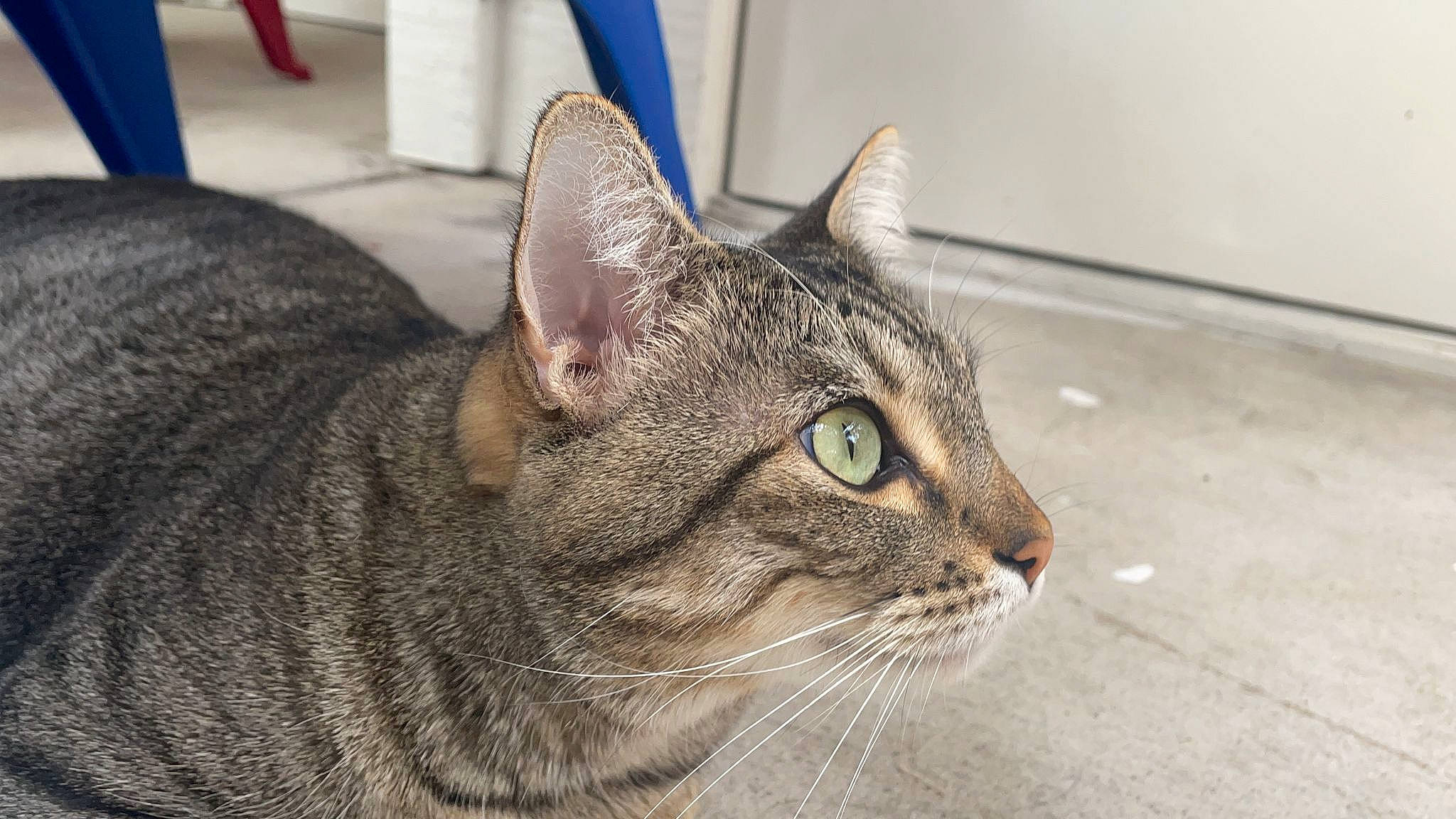 Koba is registered to the contest to win money with this photo: carnivore, cat, domestic_short_haired_cat, felidae, fur, small_to_medium_sized_cats, snout, terrestrial_animal, whiskers, window