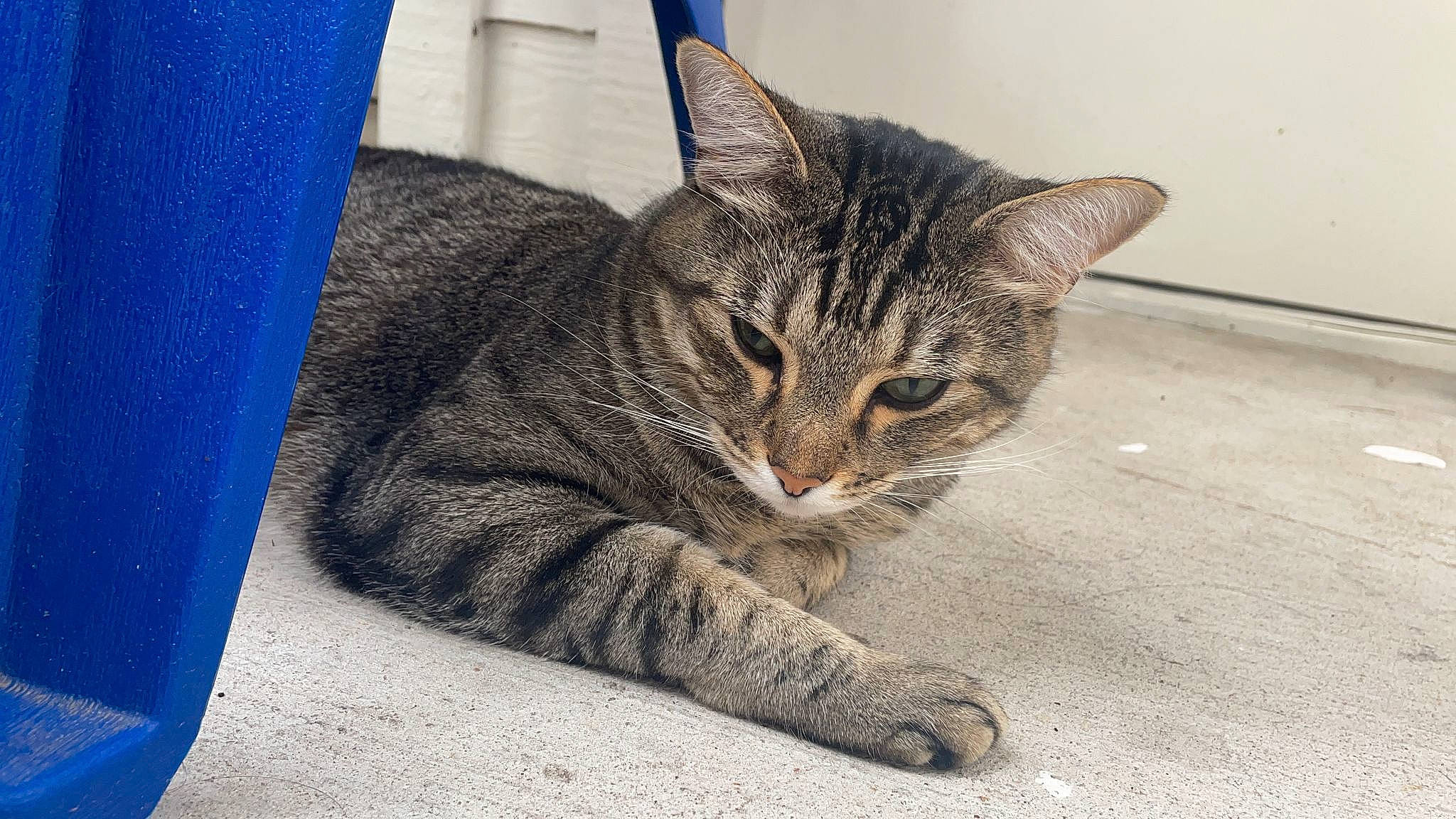 Koba is registered to the contest to win money with this photo: blue, carnivore, cat, claw, domestic_short_haired_cat, electric_blue, eye, felidae, fur, grey, paw, road_surface, sand, sitting, small_to_medium_sized_cats, snout, tail, terrestrial_animal, whiskers