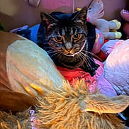 Luna is registered to the contest to win money with this photo: cat, tabby, plush_toys, stuffed_animals, indoor, cozy, curious, soft_lighting, furry, ears, whiskers, close_up, colorful, background, toy, pet, animal, feline, couch, home