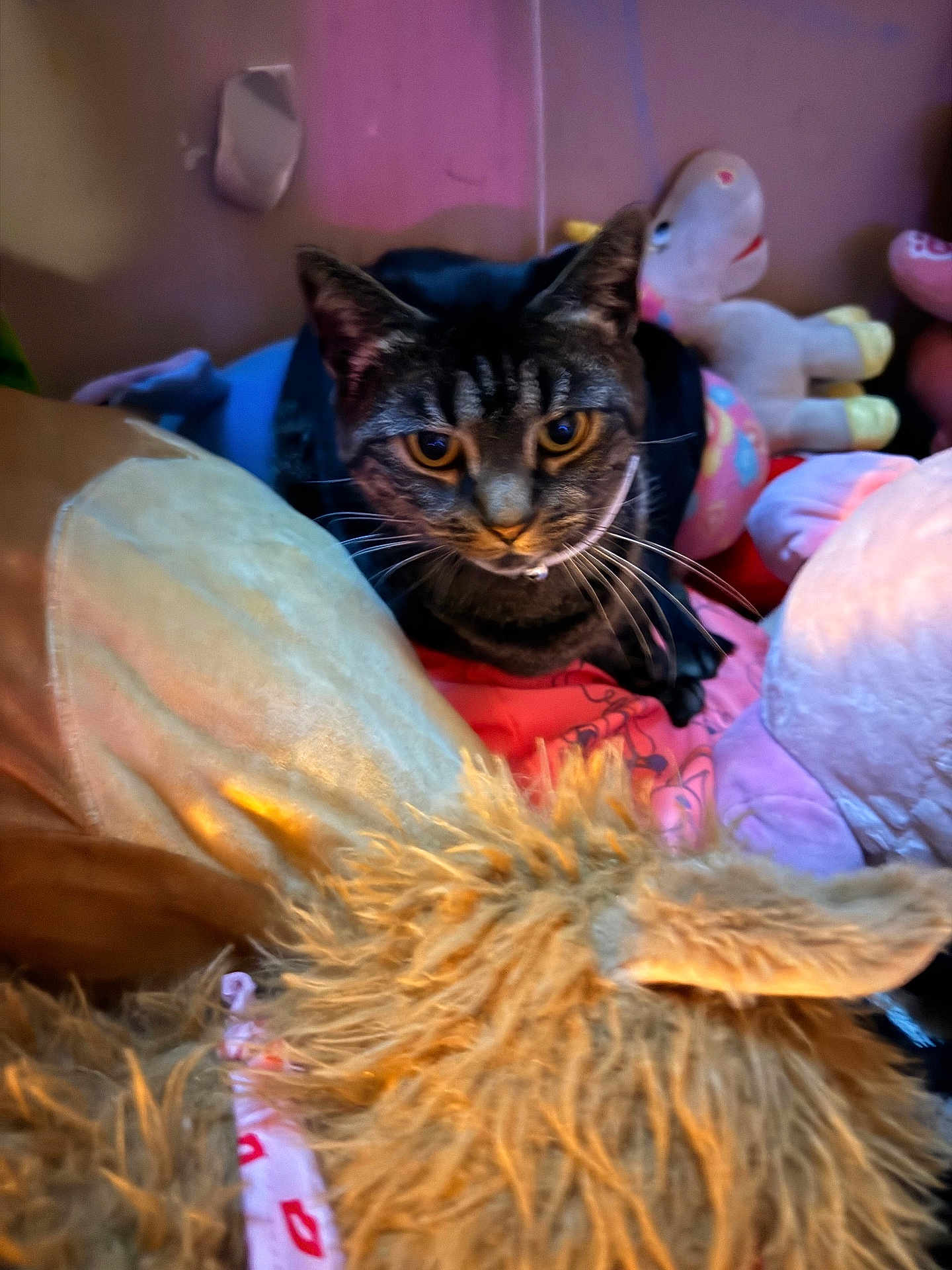 Luna is registered to the contest to win money with this photo: cat, tabby, plush_toys, stuffed_animals, indoor, cozy, curious, soft_lighting, furry, ears, whiskers, close_up, colorful, background, toy, pet, animal, feline, couch, home