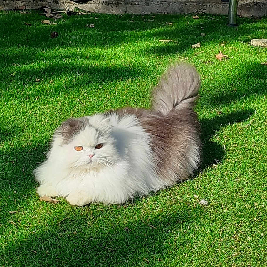 Payet participe au concours pour gagner de l'argent avec cette photo : angora, animal, backyard, bench, cat, field, furniture, grass, grassland, green, lawn, nature, outdoors, park, pet, plant, tree, vegetation, wood, yard
